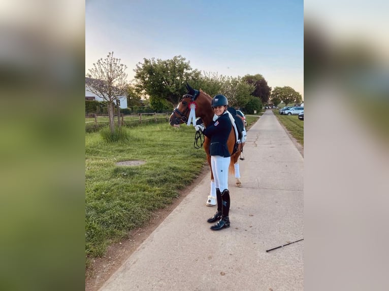 German Riding Pony Gelding 12 years 14,2 hh Chestnut-Red in Mainz