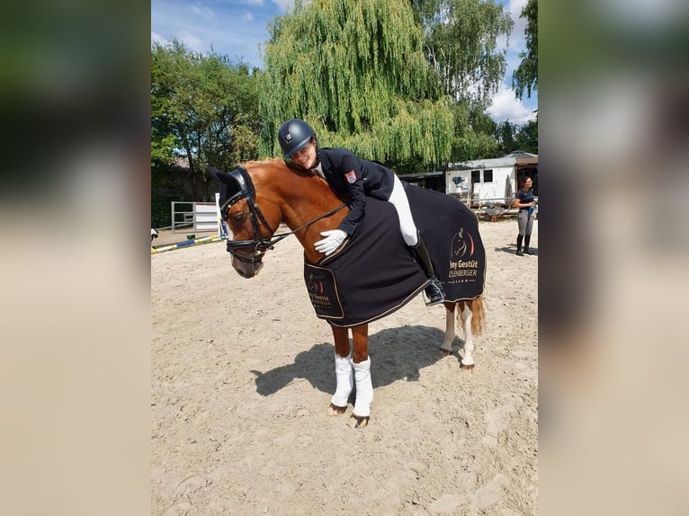 German Riding Pony Gelding 12 years 14,2 hh Chestnut-Red in Mainz