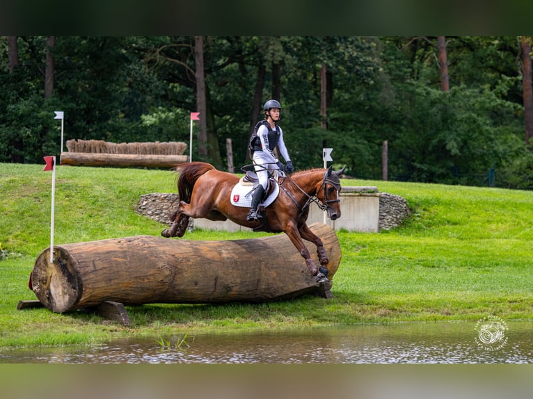 German Riding Pony Gelding 12 years 14,2 hh Chestnut-Red in Greven