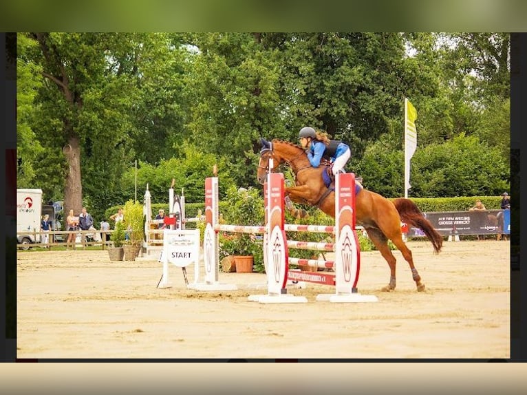 German Riding Pony Gelding 12 years 14,2 hh Chestnut-Red in Greven