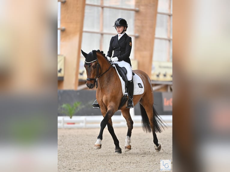 German Riding Pony Gelding 12 years 14.2 hh Dun in Straelen