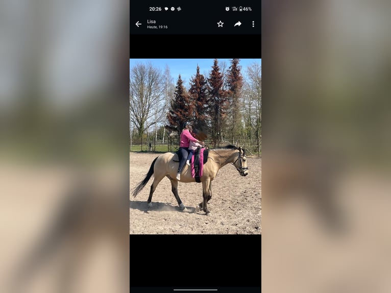 German Riding Pony Gelding 12 years 14,2 hh Dun in Wathlingen