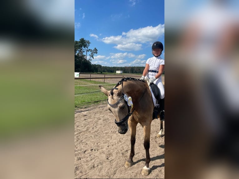 German Riding Pony Gelding 12 years 14,2 hh Dun in Wathlingen