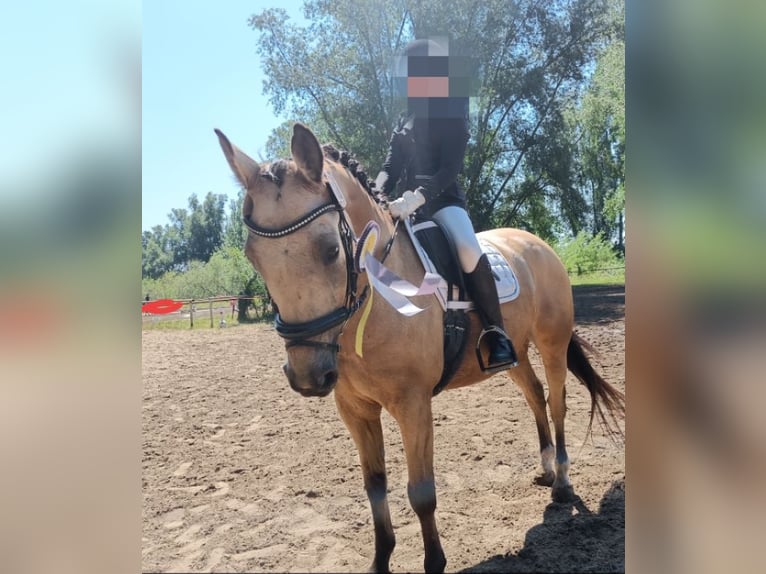 German Riding Pony Gelding 12 years 14,2 hh Dun in Wathlingen