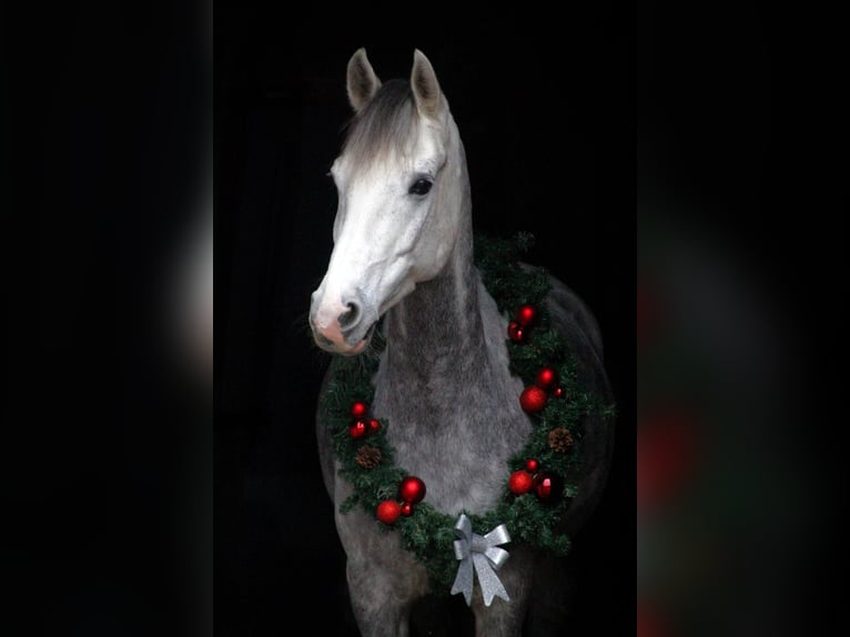 German Riding Pony Gelding 12 years 14,2 hh Gray in Salzgitter