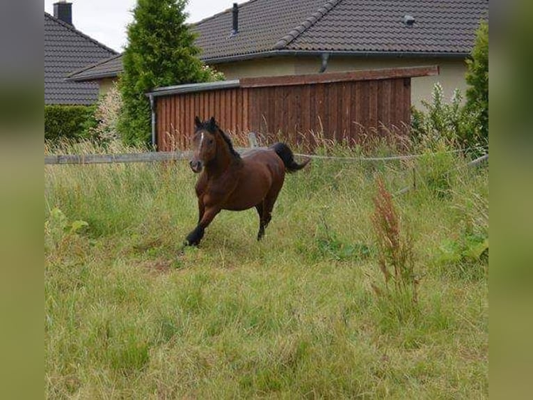 German Riding Pony Gelding 12 years 14,3 hh Brown in Goldbeck