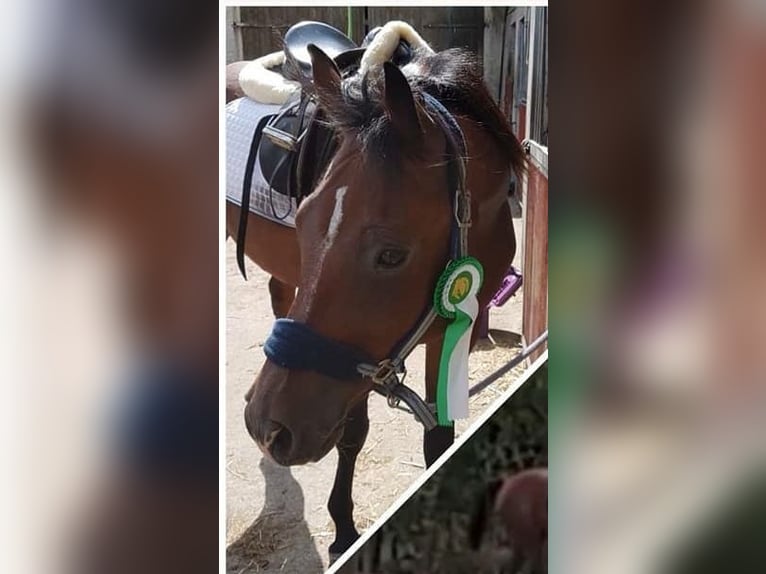 German Riding Pony Gelding 12 years 14,3 hh Brown in Goldbeck