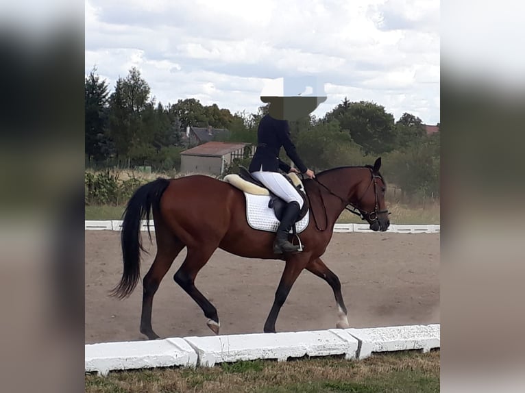 German Riding Pony Gelding 12 years 14,3 hh Brown in Goldbeck