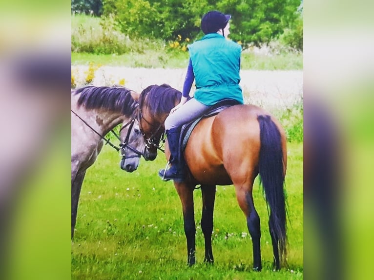 German Riding Pony Gelding 12 years 14,3 hh Brown in Goldbeck