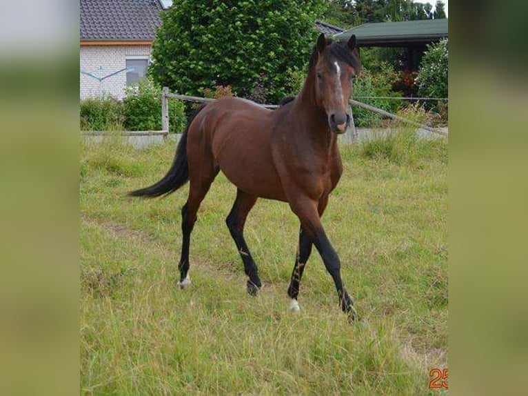 German Riding Pony Gelding 12 years 14,3 hh Brown in Goldbeck