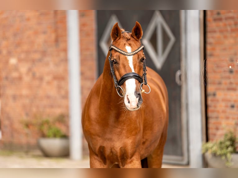 German Riding Pony Gelding 12 years 14,3 hh Chestnut in Berlin