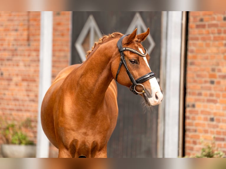 German Riding Pony Gelding 12 years 14,3 hh Chestnut in Berlin