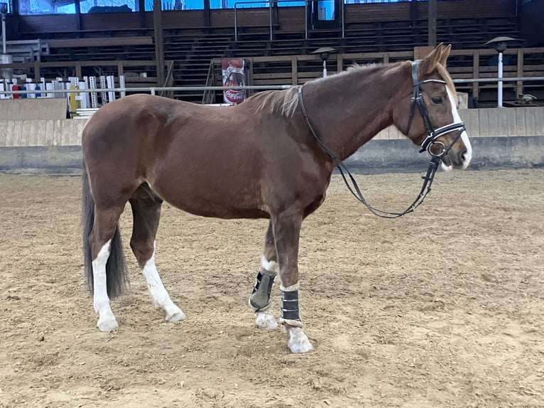 German Riding Pony Gelding 12 years 14,3 hh Chestnut in Emmendingen