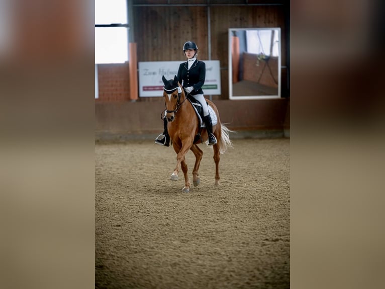 German Riding Pony Gelding 12 years 14.3 hh Chestnut-Red in Delbrück