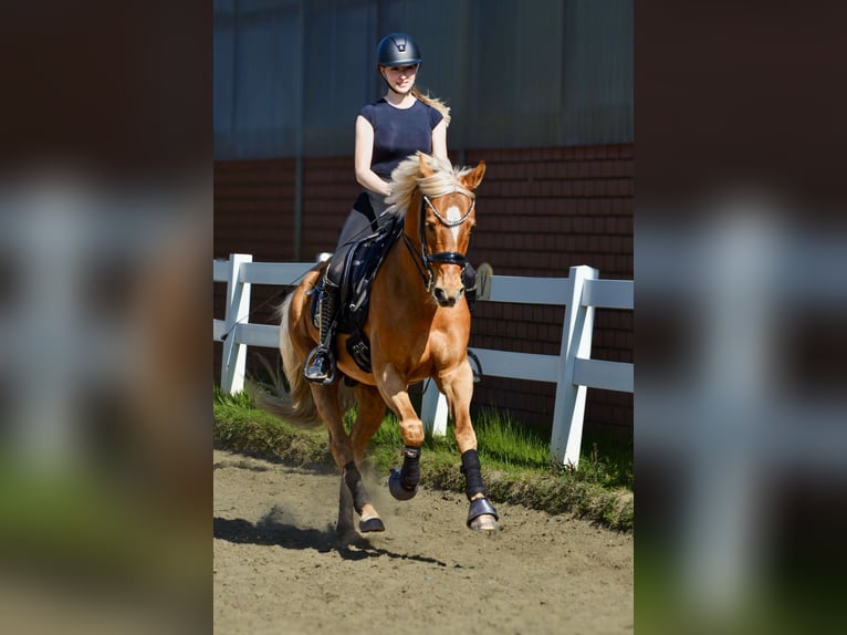 German Riding Pony Gelding 12 years 14.3 hh Chestnut-Red in Delbrück