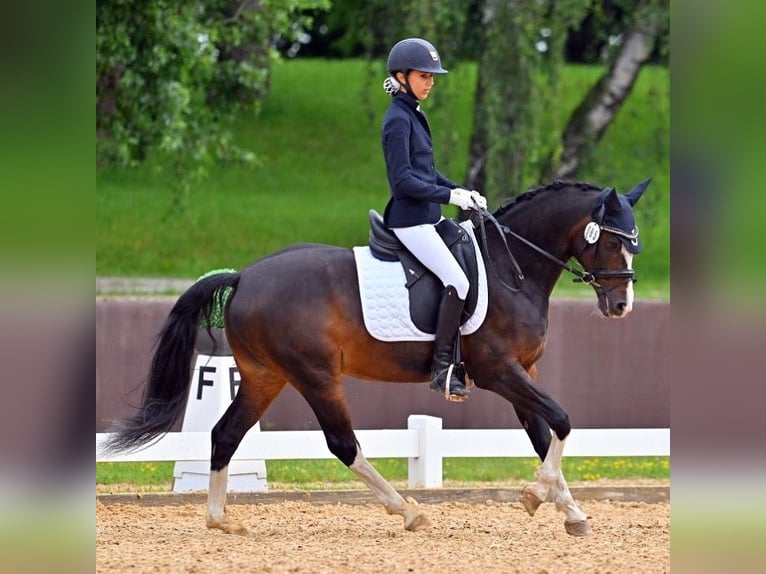German Riding Pony Gelding 12 years 14 hh Bay-Dark in München