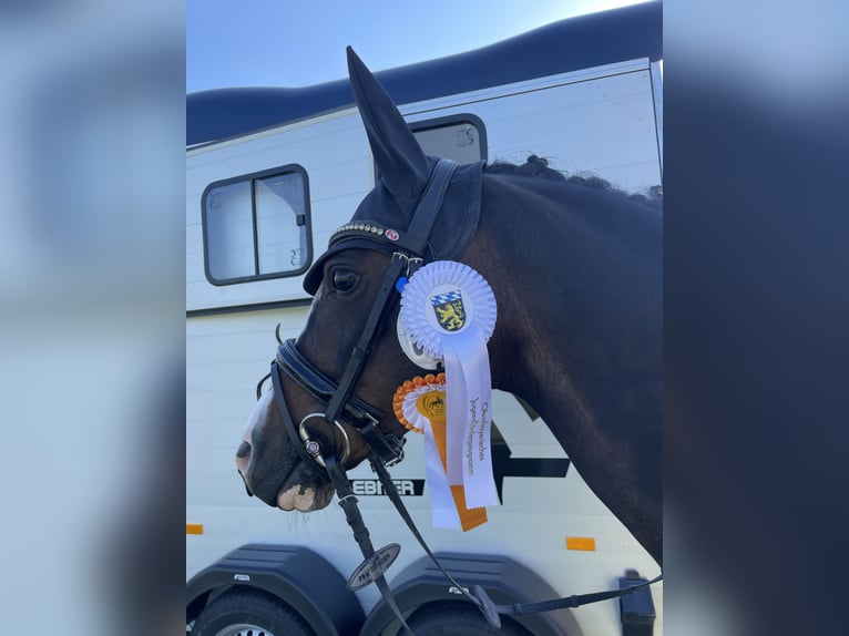 German Riding Pony Gelding 12 years 14 hh Bay-Dark in München