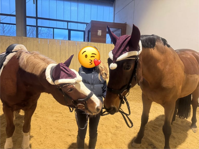 German Riding Pony Gelding 12 years 14 hh Chestnut-Red in Straubing