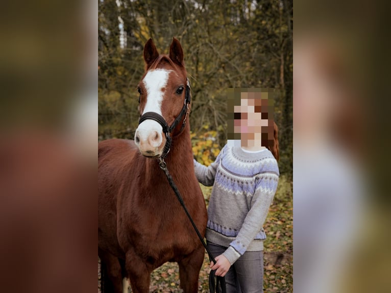 German Riding Pony Gelding 12 years 14 hh Chestnut-Red in Bissendorf