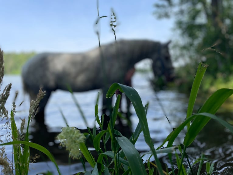 German Riding Pony Gelding 12 years 14 hh Grey in Neuruppin
