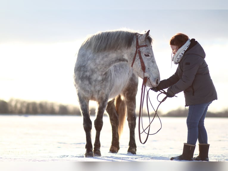 German Riding Pony Gelding 12 years 14 hh Grey in Neuruppin