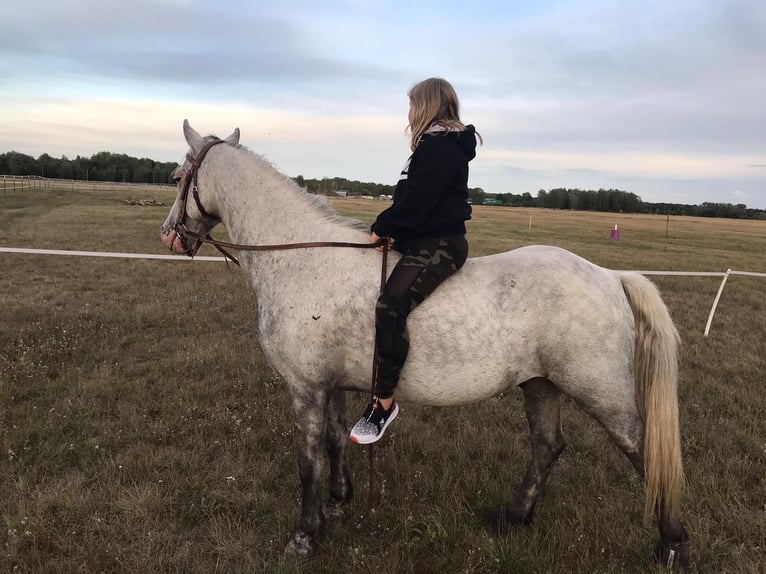 German Riding Pony Gelding 12 years 14 hh Grey in Neuruppin
