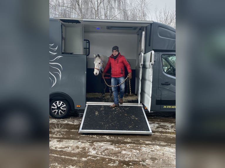 German Riding Pony Gelding 12 years 14 hh Grey in Neuruppin