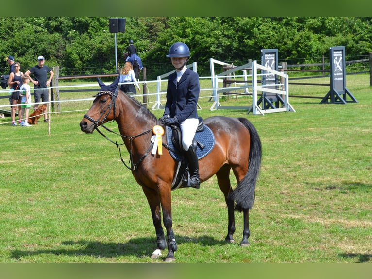 German Riding Pony Gelding 12 years 14 hh in Goch