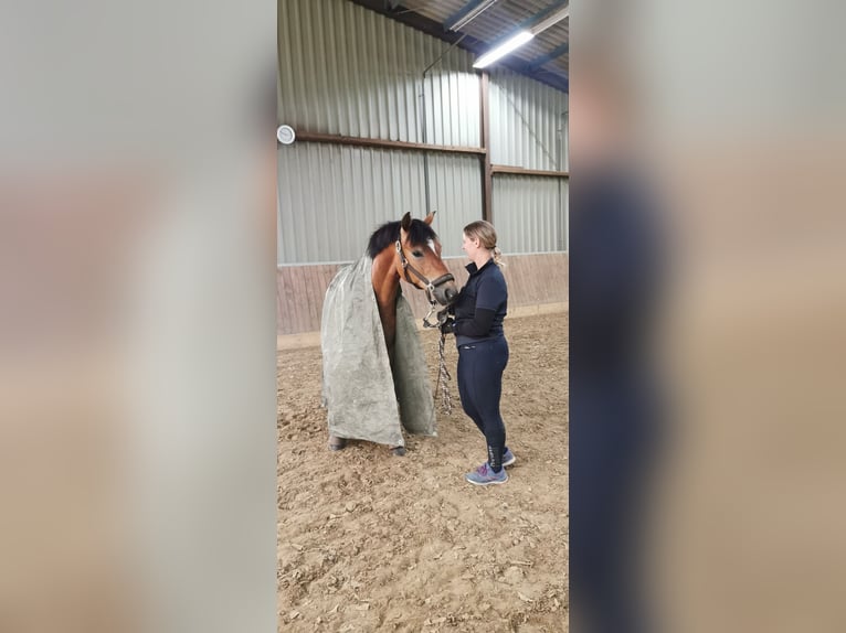 German Riding Pony Gelding 12 years 14,1 hh Brown in Tiddische