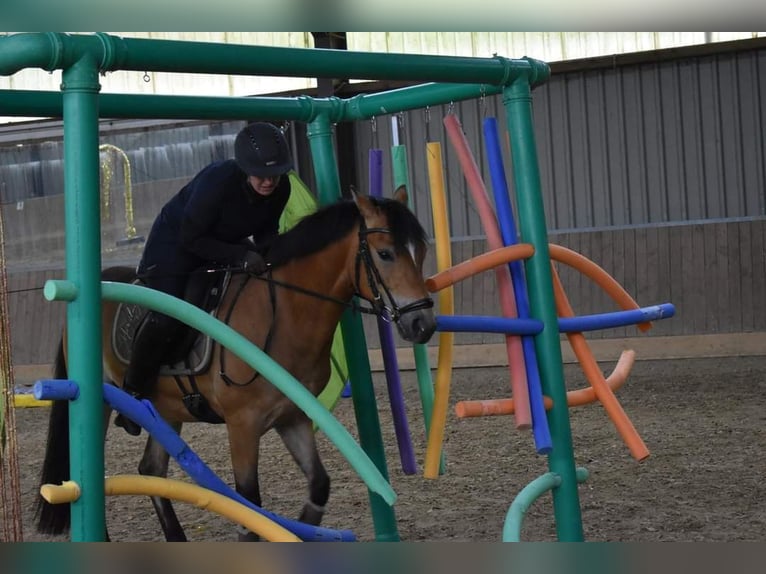 German Riding Pony Gelding 12 years 14,1 hh Brown in Tiddische