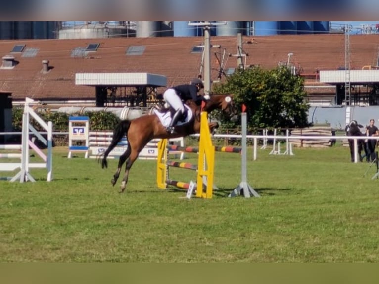 German Riding Pony Gelding 12 years 14,1 hh Brown in Tiddische