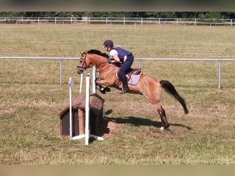 German Riding Pony Gelding 12 years 14,1 hh Brown in Tiddische