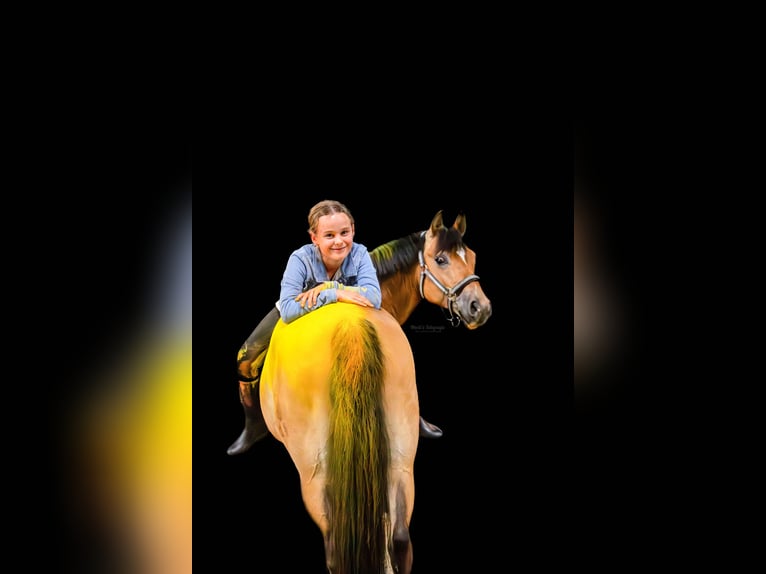German Riding Pony Gelding 12 years 14,1 hh Brown in Tiddische