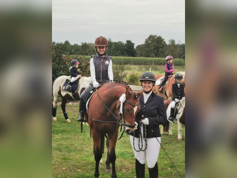German Riding Pony Gelding 12 years 14,1 hh Brown in Tiddische