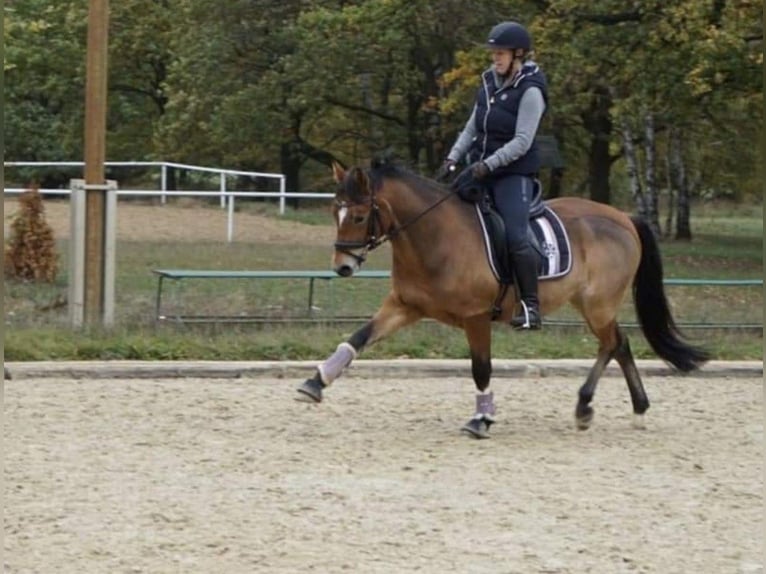 German Riding Pony Gelding 12 years 14,1 hh Brown in Tiddische
