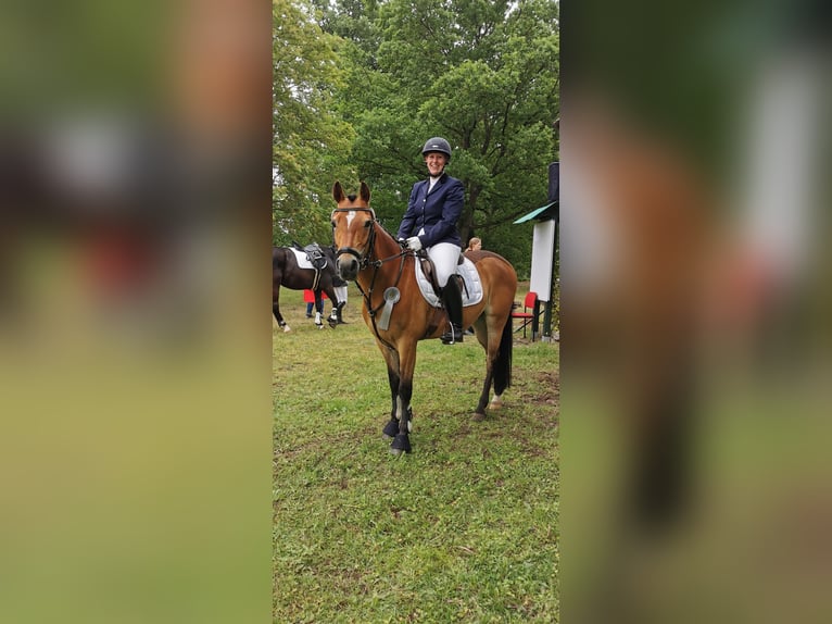German Riding Pony Gelding 12 years 14,1 hh Brown in Tiddische