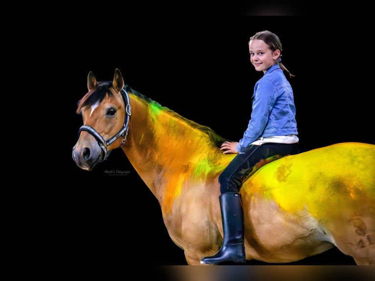 German Riding Pony Gelding 12 years 14,1 hh Brown in Tiddische