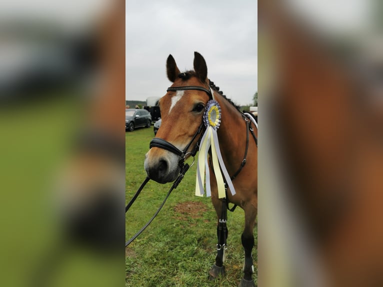 German Riding Pony Gelding 12 years 14,1 hh Brown in Tiddische