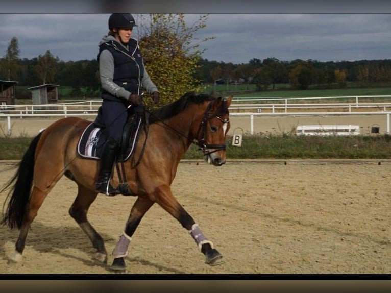 German Riding Pony Gelding 12 years 14,1 hh Brown in Tiddische