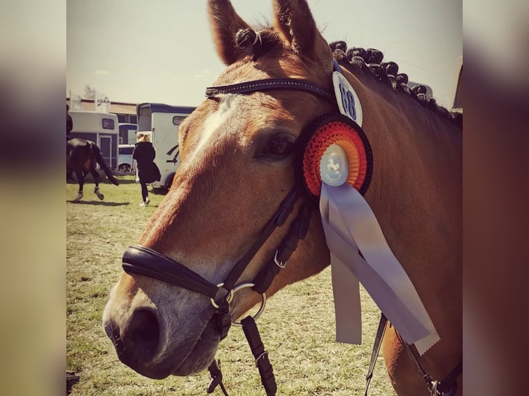 German Riding Pony Gelding 12 years 14,1 hh Brown in Tiddische