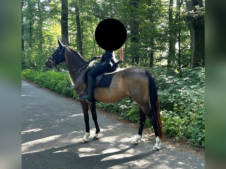 German Riding Pony Gelding 12 years 14,1 hh Buckskin in Essen