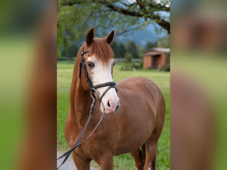 German Riding Pony Gelding 12 years 14,1 hh Chestnut-Red in Interlaken