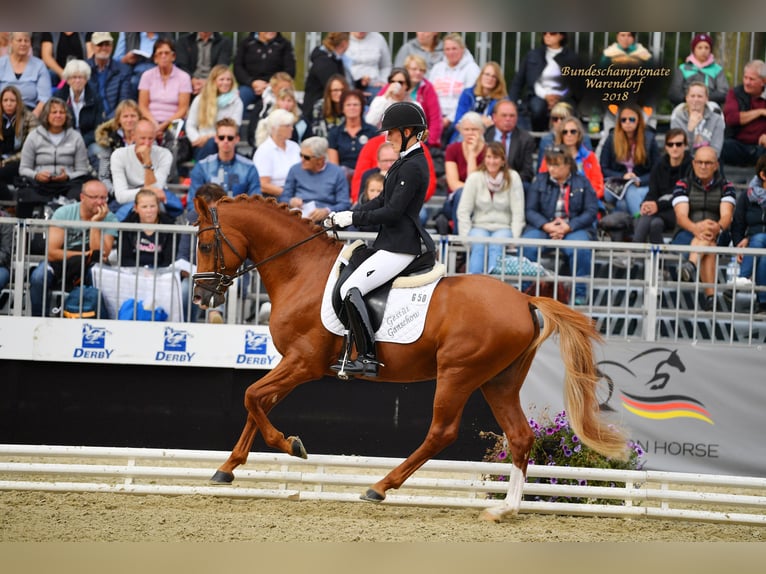German Riding Pony Gelding 12 years 14,1 hh Chestnut-Red in Ganschow