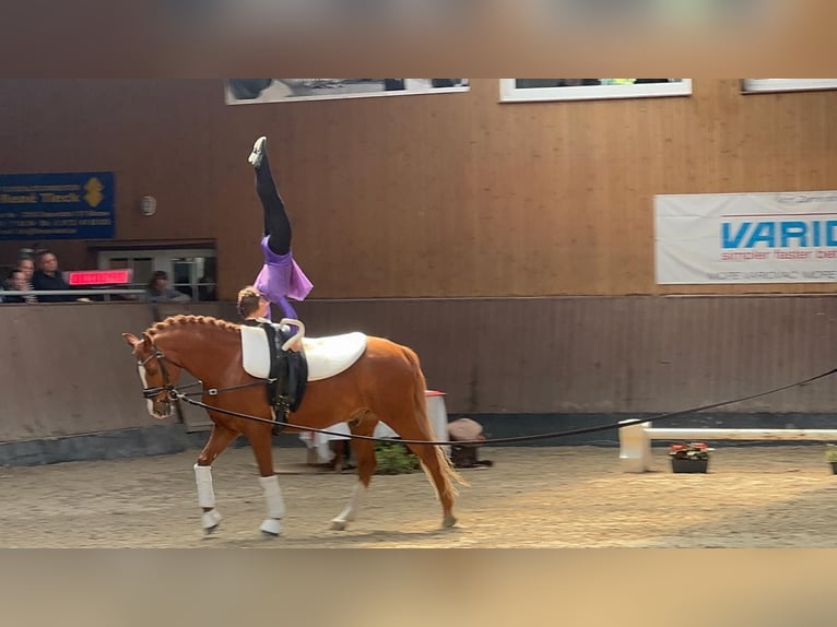 German Riding Pony Gelding 12 years 14,1 hh Chestnut-Red in Ganschow