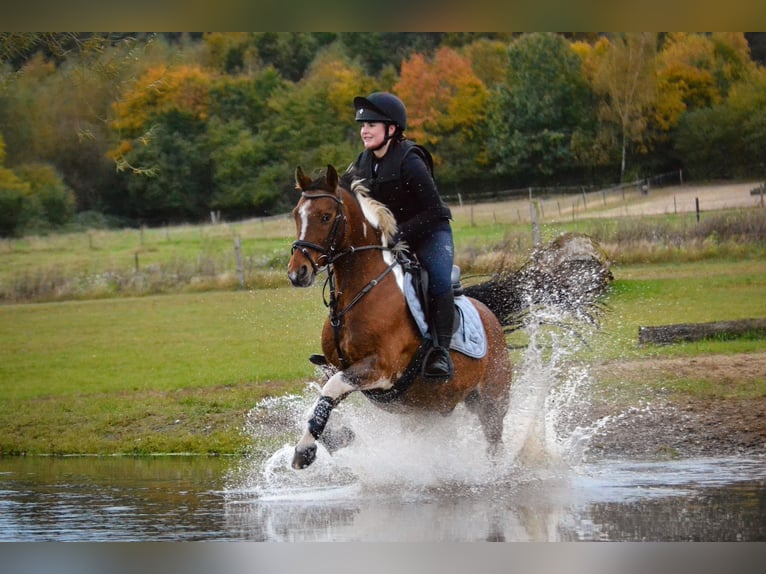 German Riding Pony Gelding 12 years 14,1 hh Pinto in Rosengarten