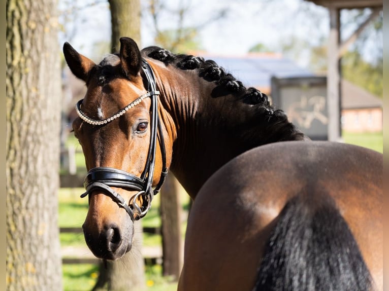 German Riding Pony Gelding 12 years 14,2 hh Brown in Recke, bei Osnabrück
