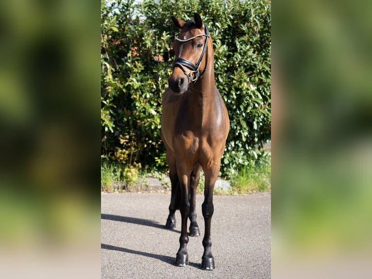 German Riding Pony Gelding 12 years 14,2 hh Brown in Recke, bei Osnabrück