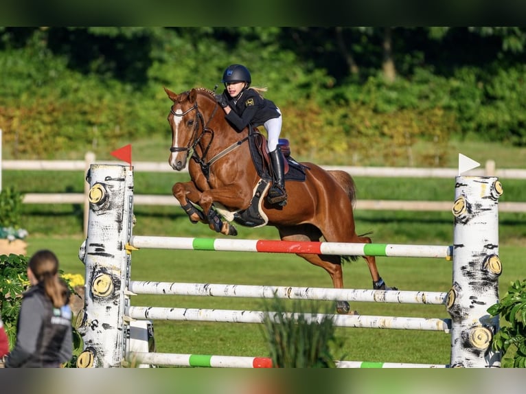 German Riding Pony Gelding 12 years 14,2 hh Chestnut-Red in Braunschweig