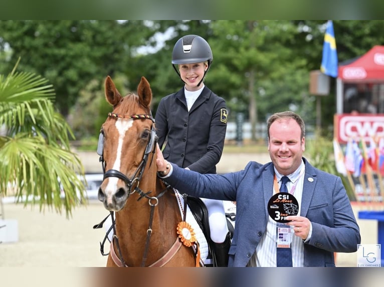 German Riding Pony Gelding 12 years 14,2 hh Chestnut-Red in Braunschweig