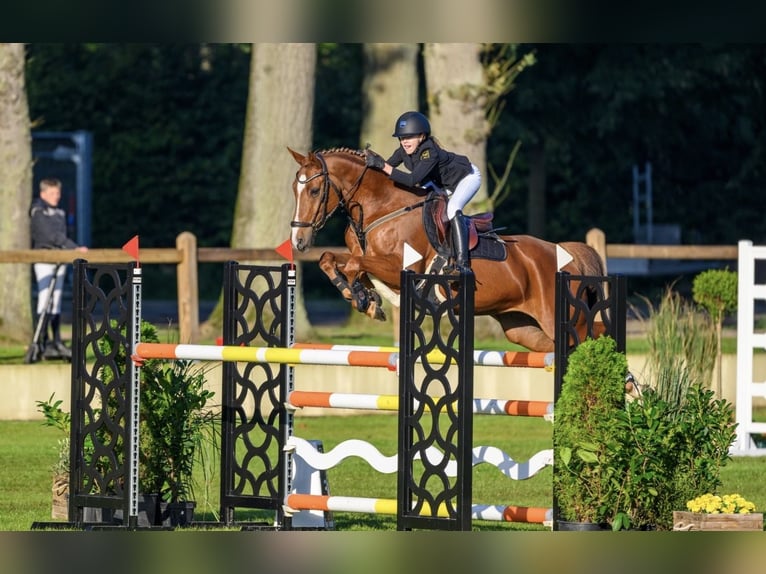 German Riding Pony Gelding 12 years 14,2 hh Chestnut-Red in Braunschweig